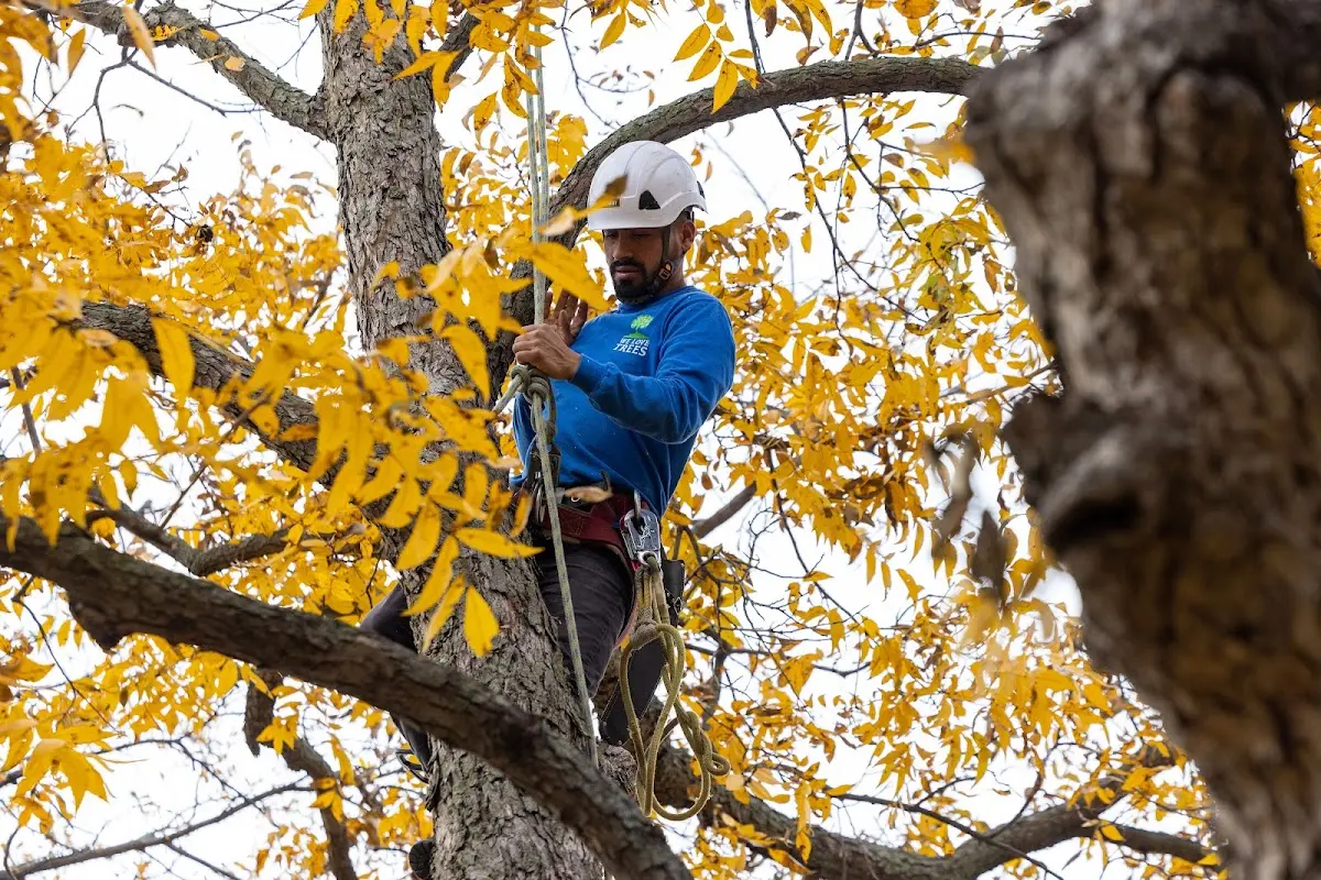 Skilled Emergency Tree Service crew working in Newell